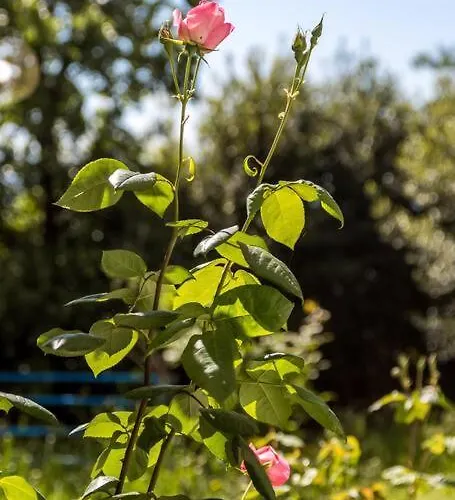 Teta Anka Appartamento *