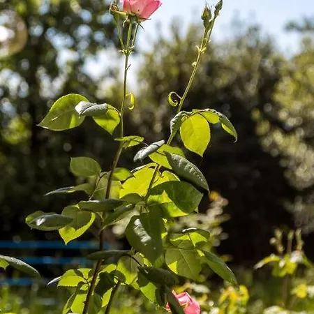 Teta Anka Apartman *